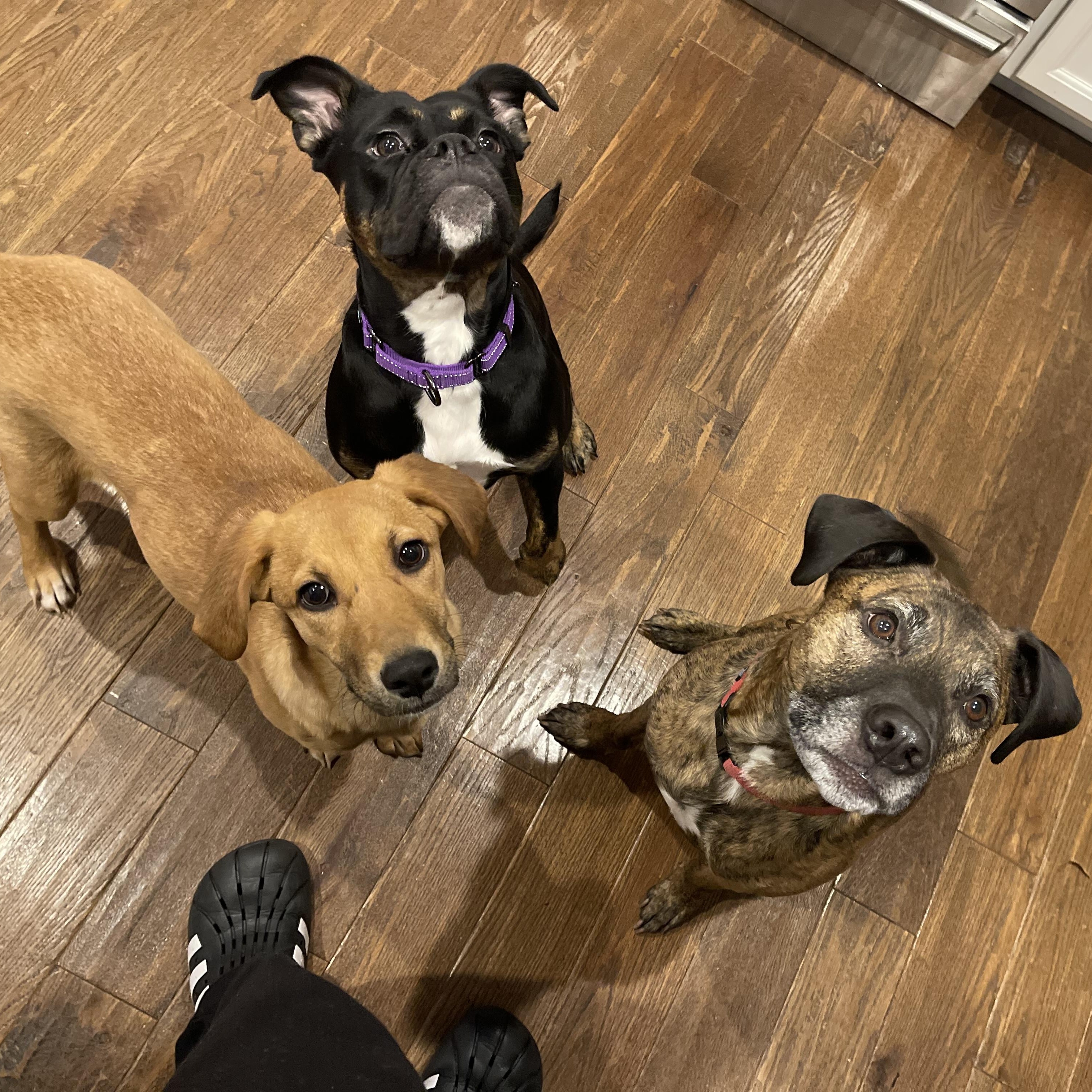 Enlarge Jackie, a Adoptable mixed breed in Portland, ME image 3/6