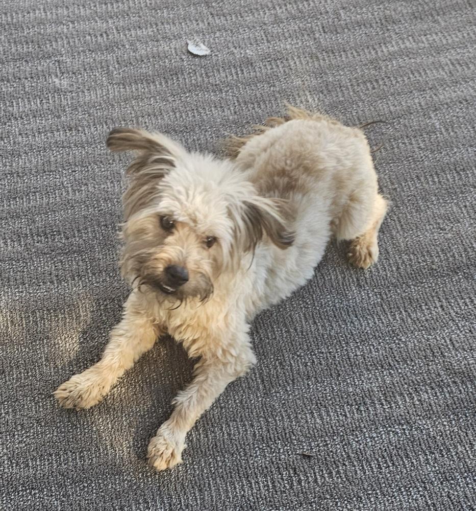 Leila, Adoptable, Adult Female Terrier & Poodle.