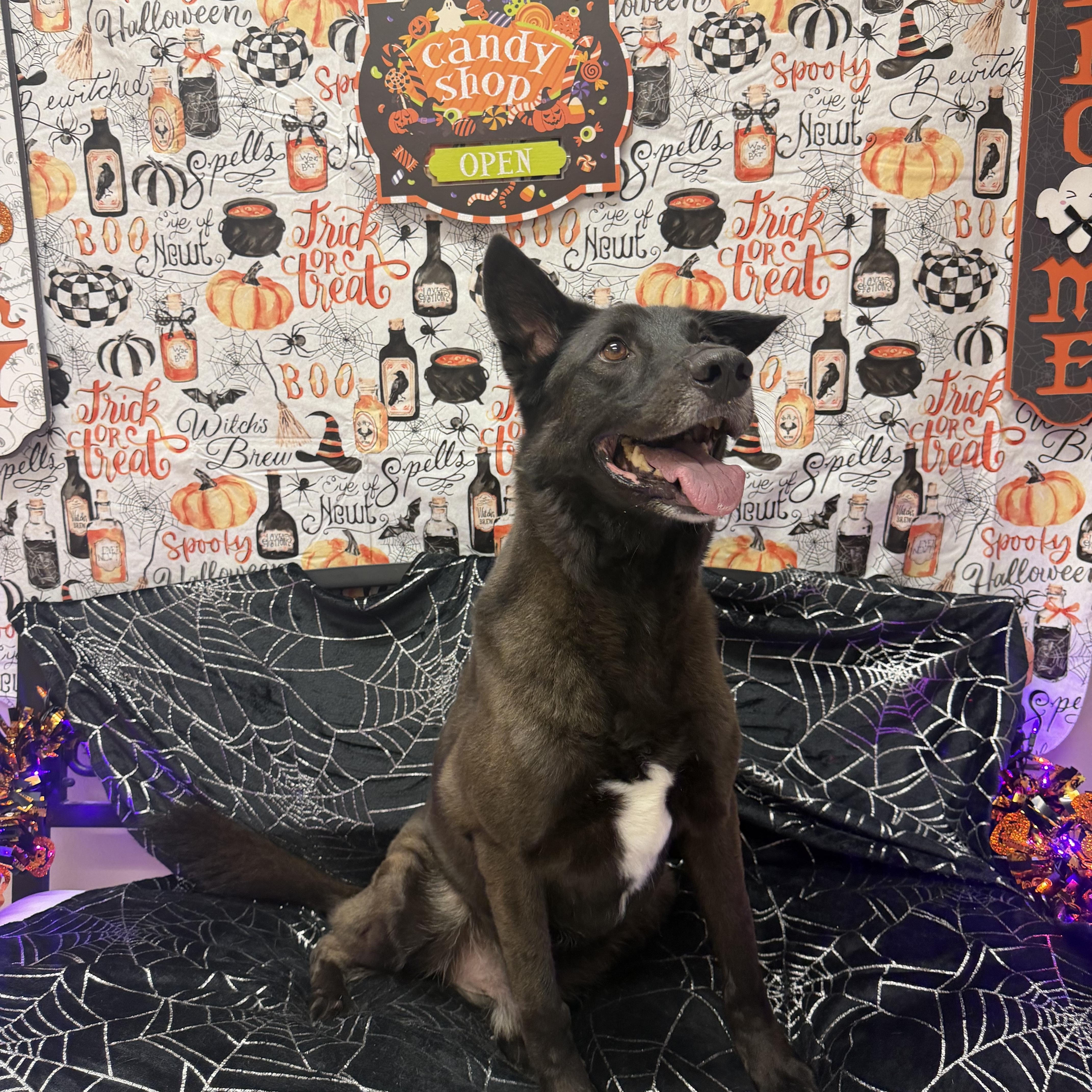 Enlarge Flip, a Adoptable mixed breed in Aransas Pass, TX image 3/4