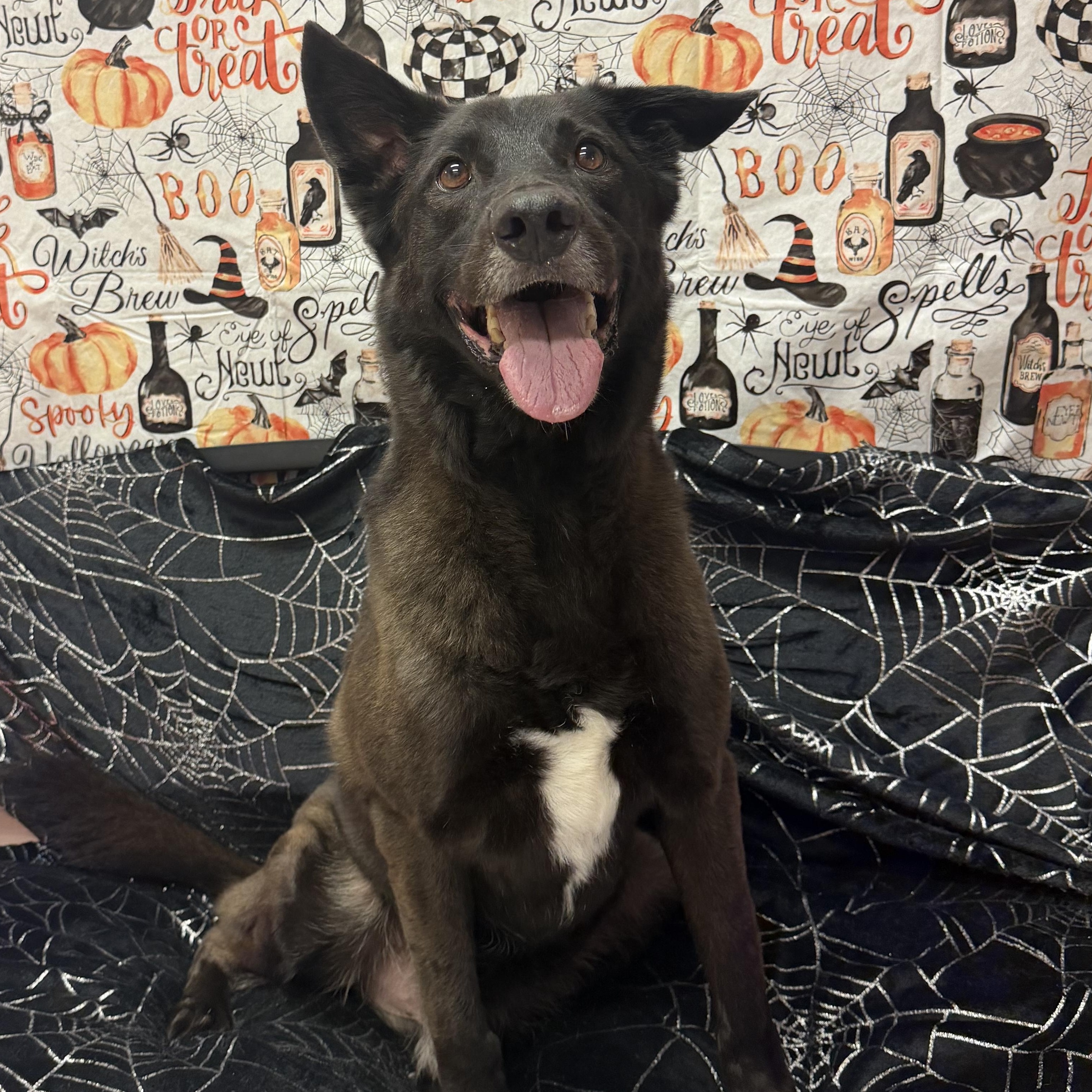 Flip, Adoptable, Senior Male Black Labrador Retriever & Border Collie.