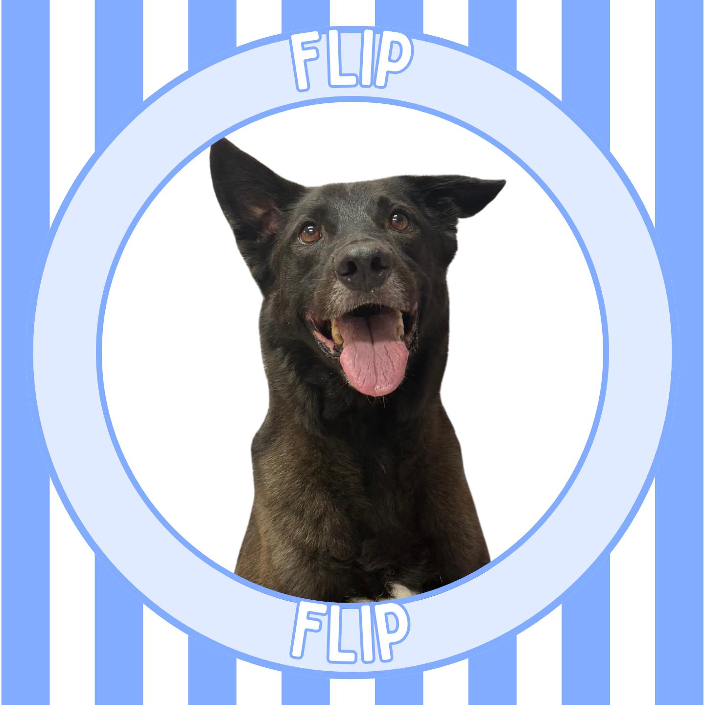 Enlarge Flip, a Adoptable mixed breed in Aransas Pass, TX image 2/4