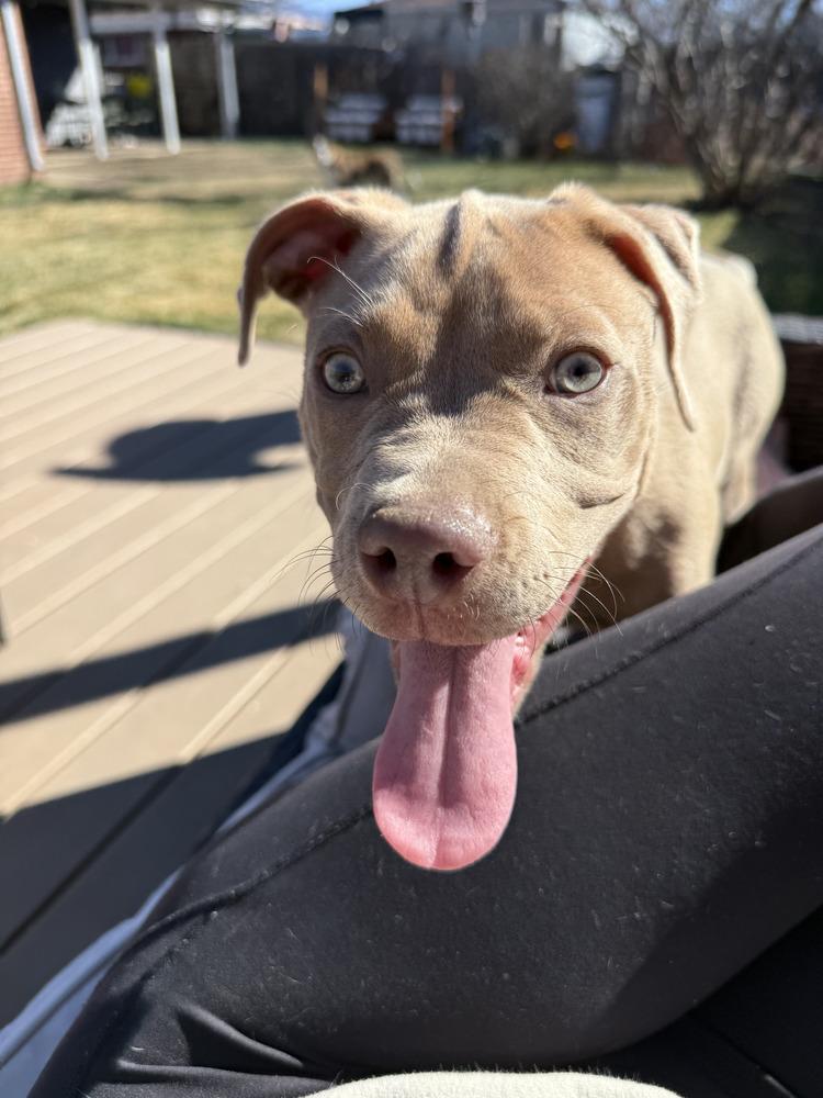 Ziggy, Adoptable, Puppy Male Labrador Retriever & Pit Bull Terrier.