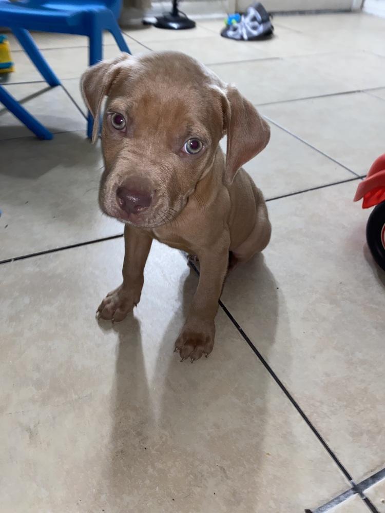 Ziggy, Adoptable, Puppy Male Labrador Retriever & Pit Bull Terrier.