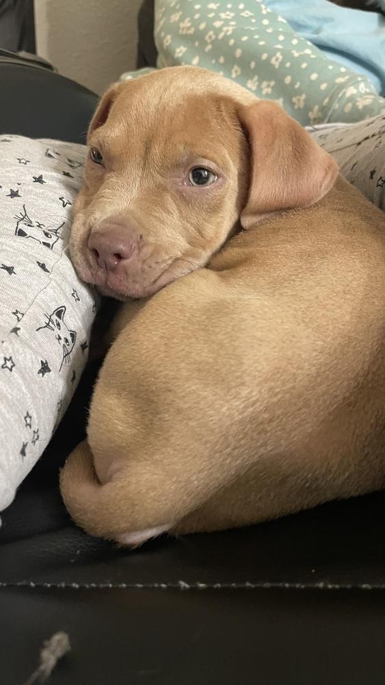 Enlarge Ziggy, a Adoptable mixed breed in Aurora, CO image 2/4