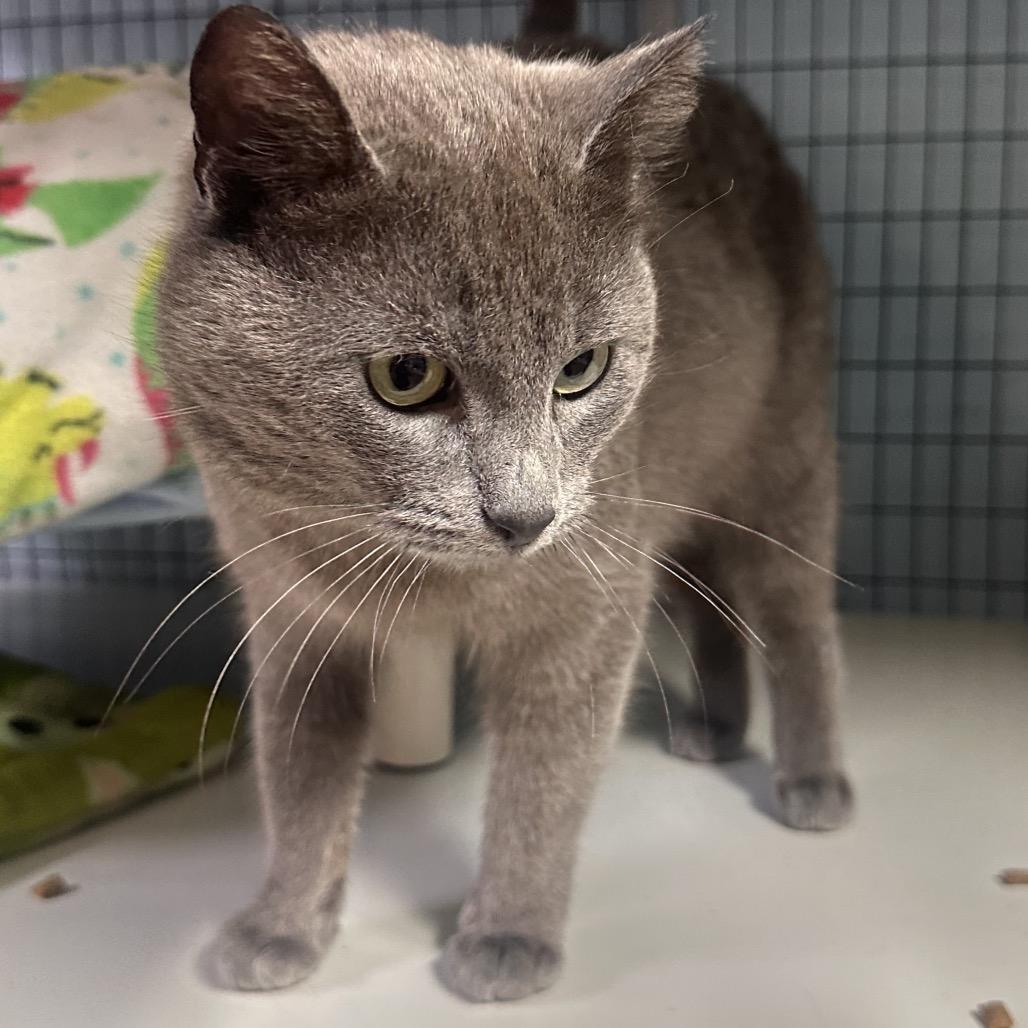 Trout, Adoptable, Adult Male Russian Blue.