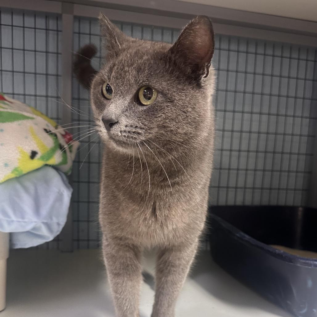 Enlarge Trout, a Adoptable mixed breed in Clarksville, AR image 2/2