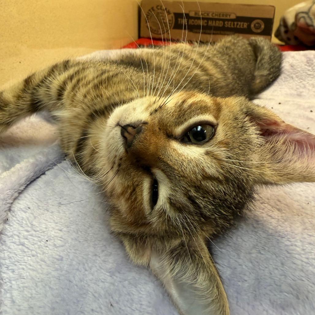 Miracle, Adoptable, Kitten Female Domestic Short Hair.