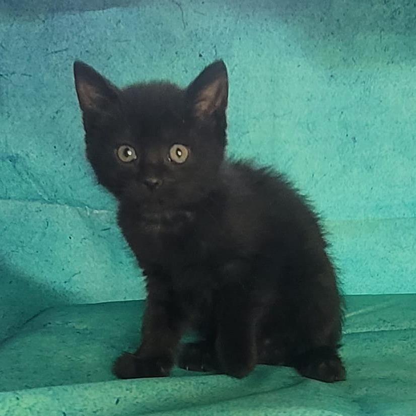 Hunter, a Adoptable Domestic Medium Hair in Sparks, NV image 1/6