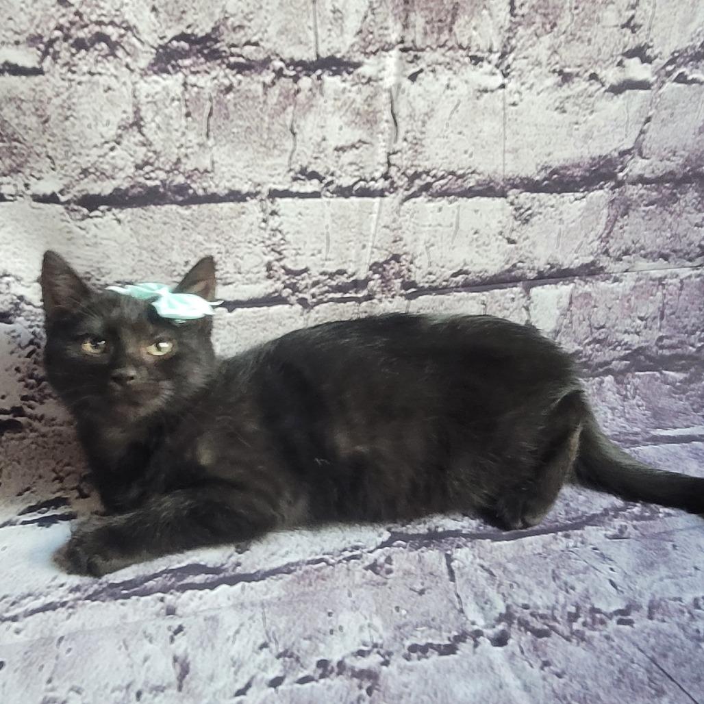 Hunter, a Adoptable Domestic Medium Hair in Sparks, NV image 4/6