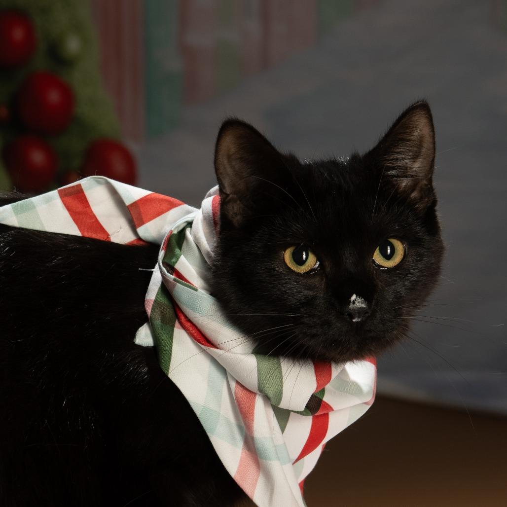 Hunter, a Adoptable Domestic Medium Hair in Sparks, NV image 6/6