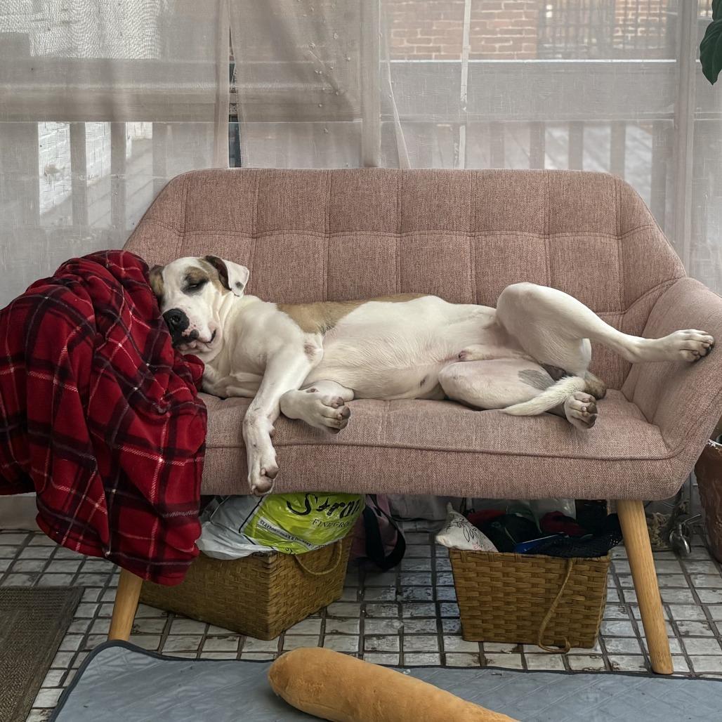 Fairbanks, Adoptable, Adult Male Terrier.