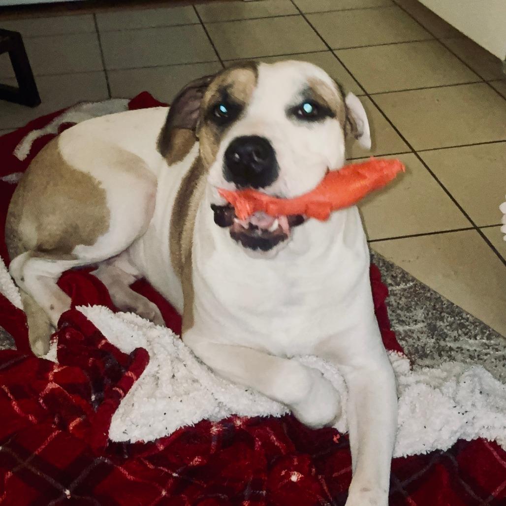 Enlarge Fairbanks, a Adoptable Terrier in St. Louis, MO image 2/6