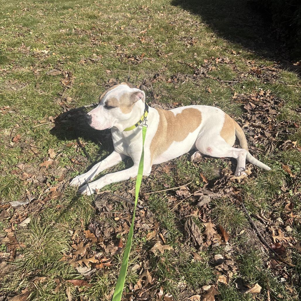 Enlarge Fairbanks, a Adoptable Terrier in St. Louis, MO image 3/6