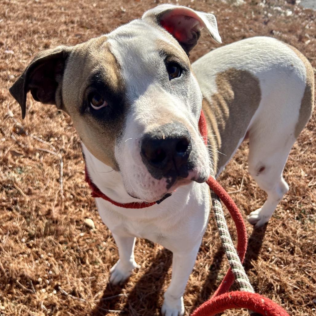 Fairbanks, Adoptable, Adult Male Terrier.