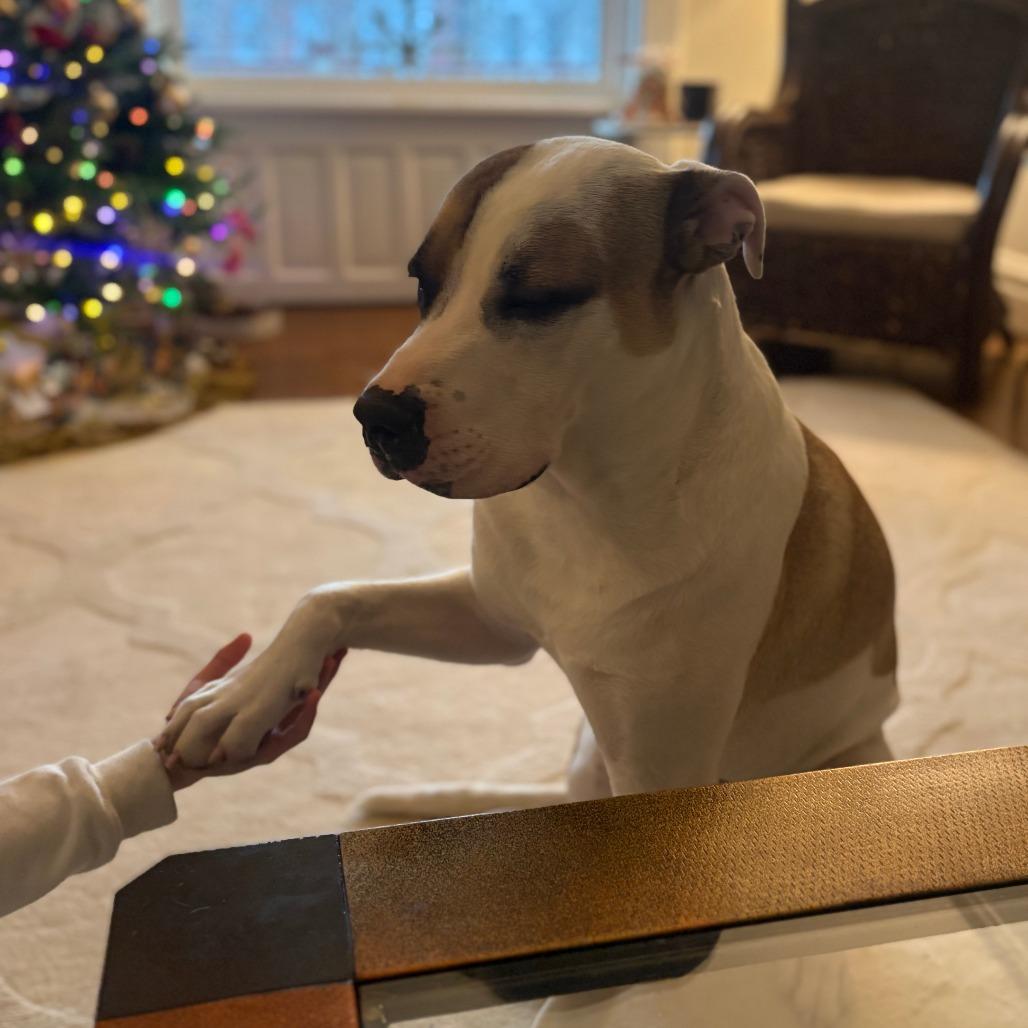 Enlarge Fairbanks, a Adoptable Terrier in St. Louis, MO image 5/6