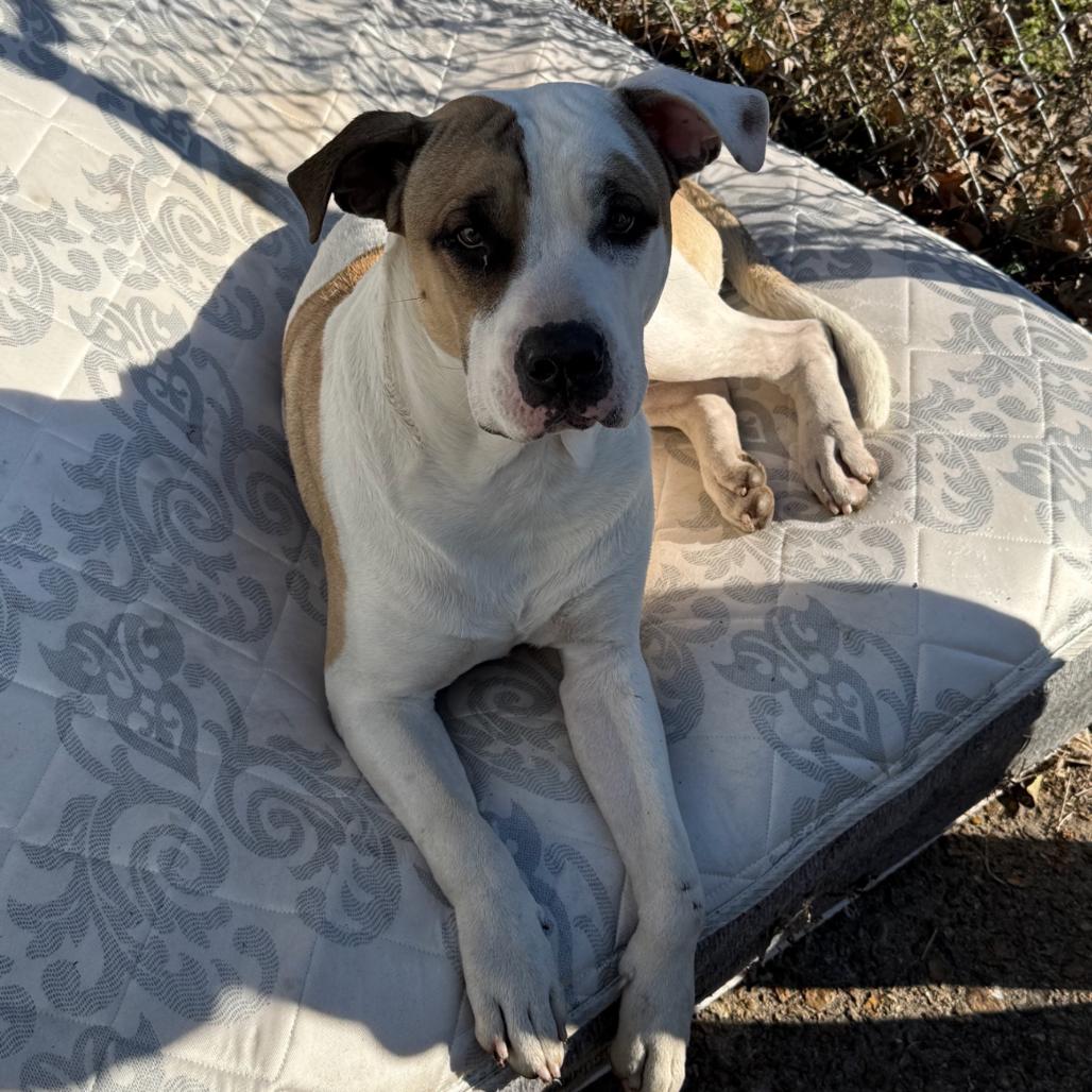 Fairbanks, a Adoptable Terrier in St. Louis, MO image 2/2