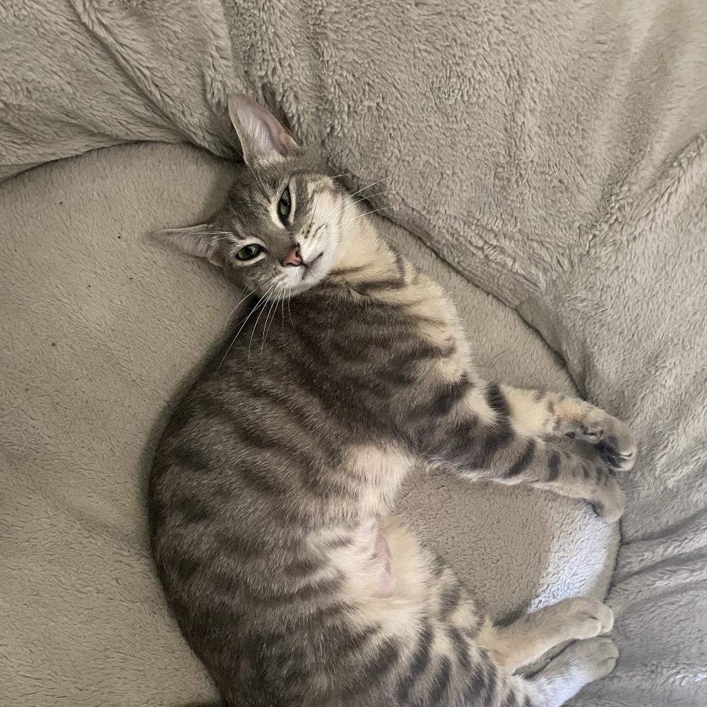 Bella, a Adoptable Domestic Short Hair in Ferndale, WA image 1/4