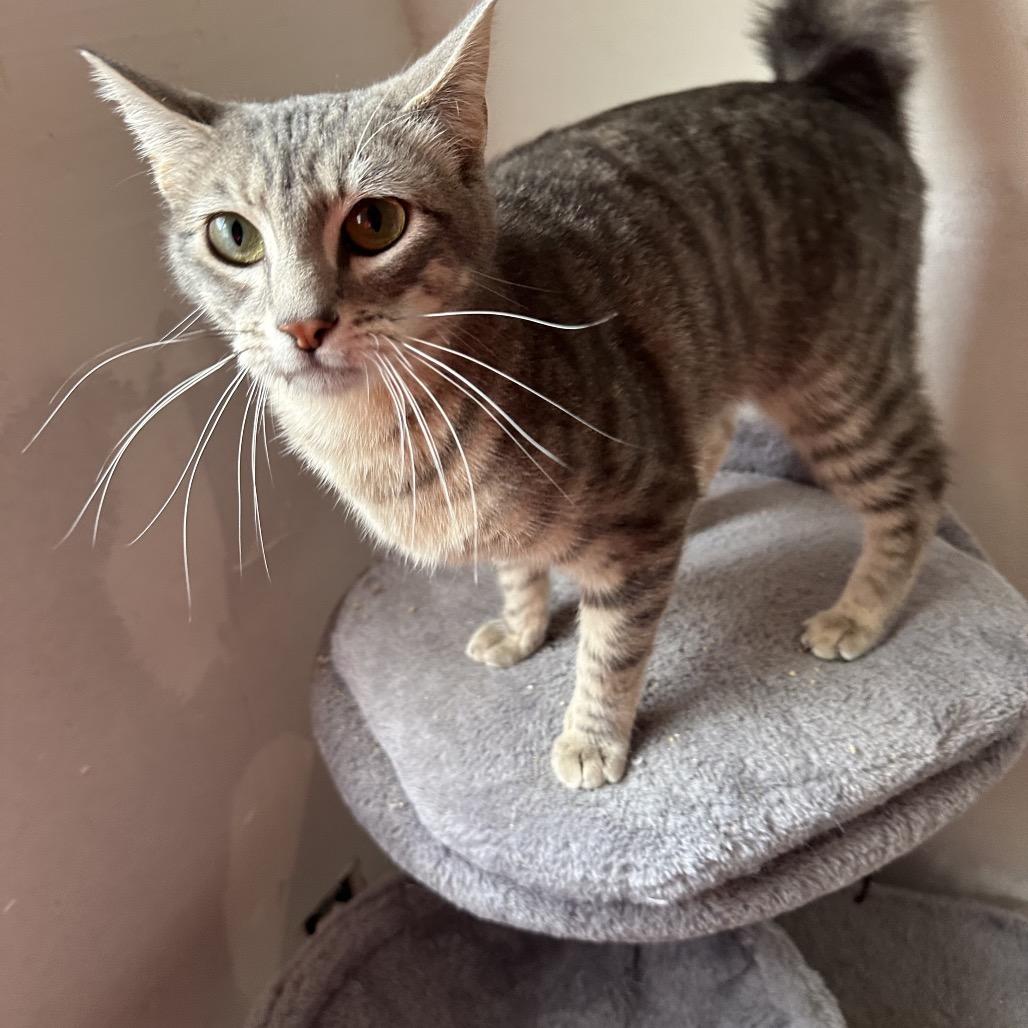 Bella, Adoptable, Adult Female Domestic Short Hair.