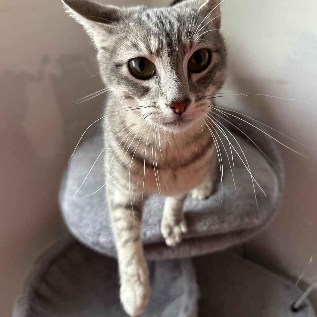 Bella, a Adoptable Domestic Short Hair image 2/4