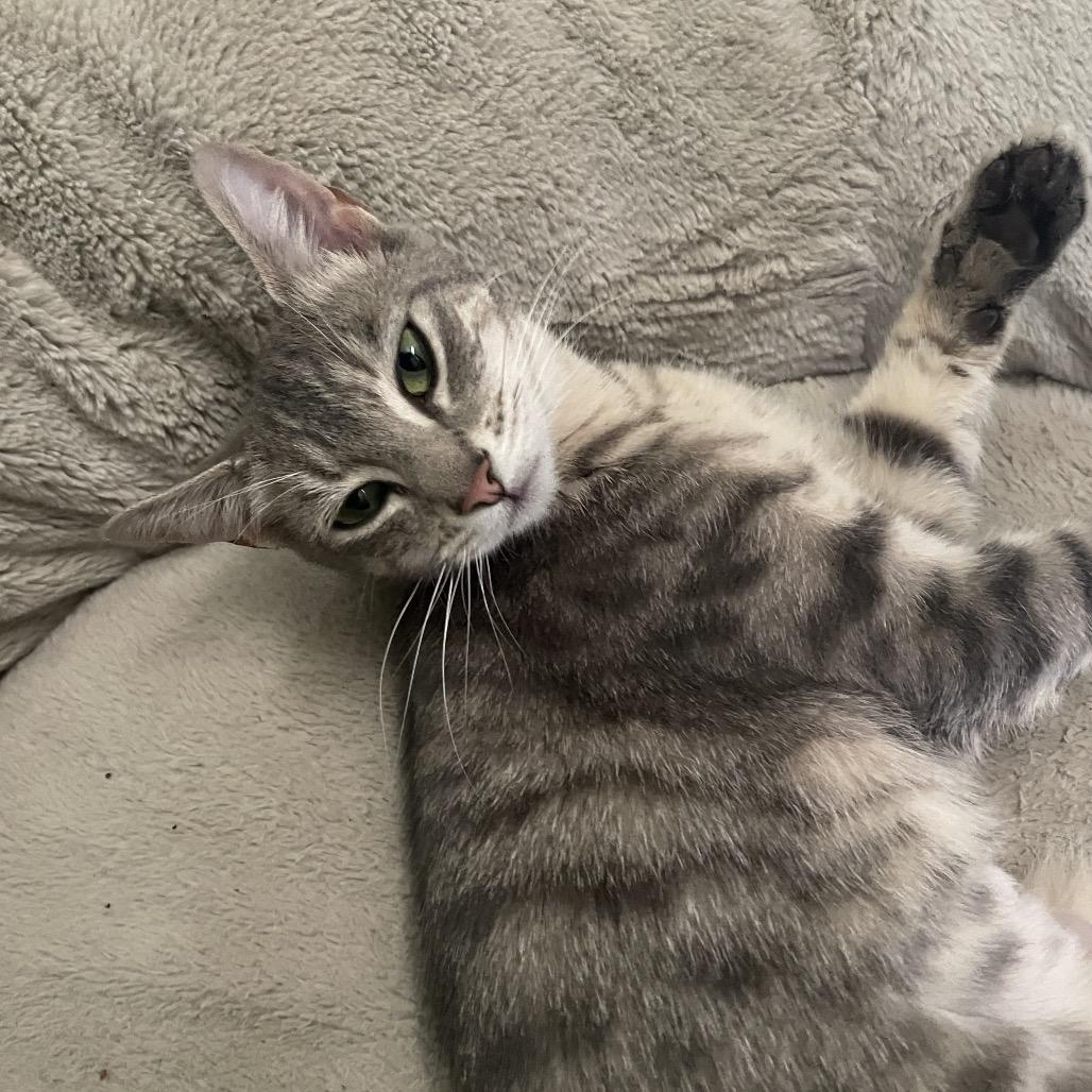 Bella, a Adoptable Domestic Short Hair in Ferndale, WA image 4/4