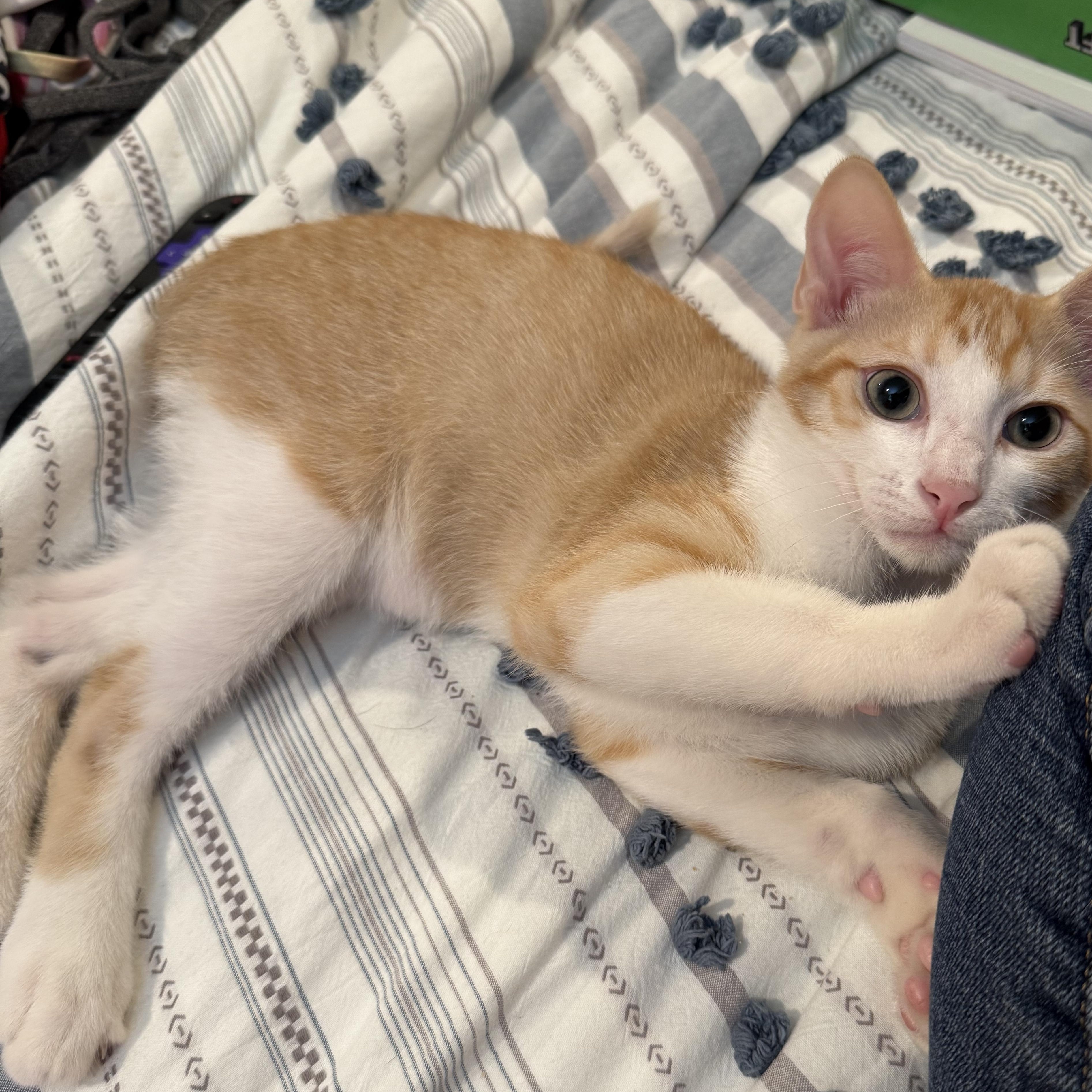 Justice, ADOPTABLE, Kitten Male American Shorthair.