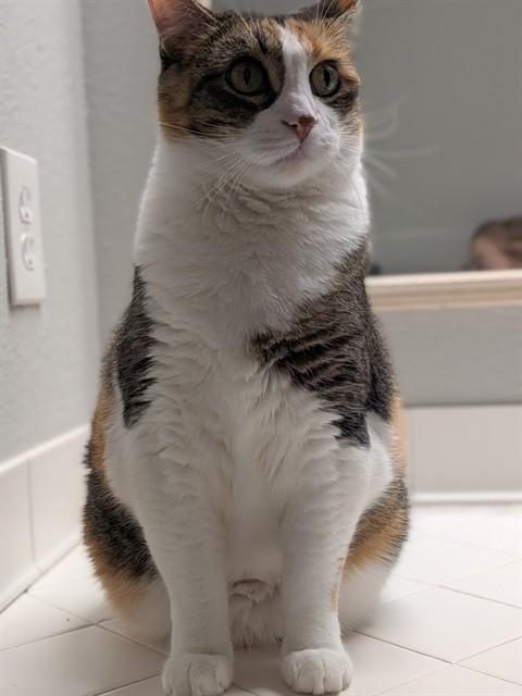 KIKI, Adoptable, Senior Female Domestic Short Hair.