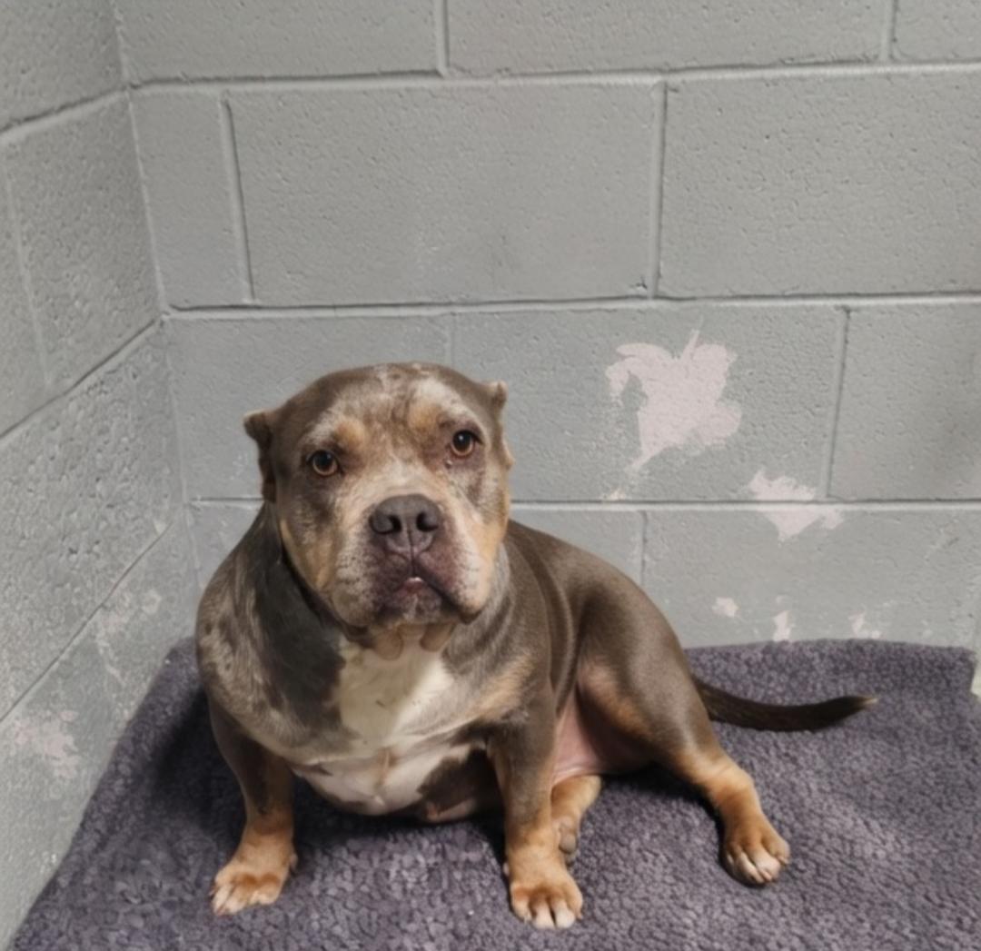 Tabby, ADOPTABLE, Young Female American Bully.
