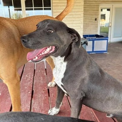 Enlarge CHANCE, a Adoptable mixed breed in Eau Claire , WI image 4/5