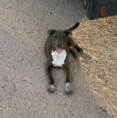 Enlarge CHANCE, a Adoptable mixed breed in Eau Claire , WI image 5/5