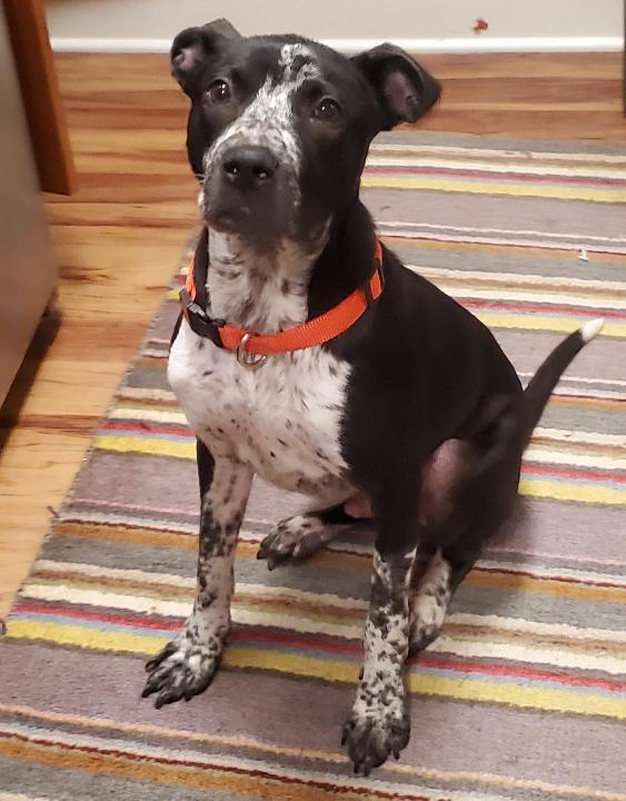 Enlarge Buddy *$200 SPONSOR*, a Adoptable mixed breed in Mount Juliet, TN image 1/3