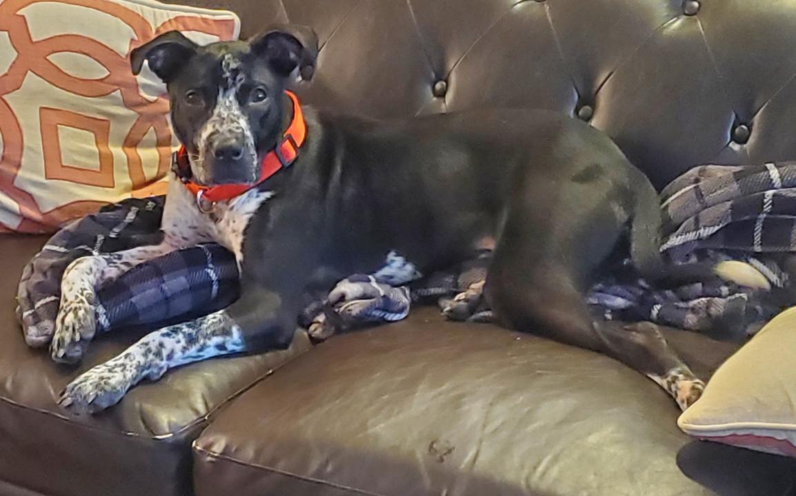 Enlarge Buddy *$200 SPONSOR*, a Adoptable mixed breed in Mount Juliet, TN image 2/3