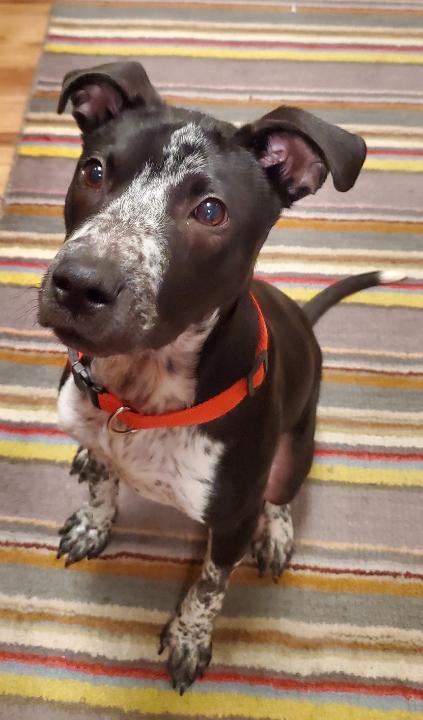 Enlarge Buddy *$200 SPONSOR*, a Adoptable mixed breed in Mount Juliet, TN image 3/3