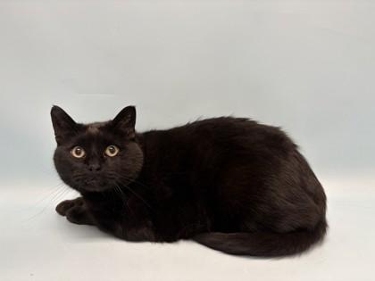Enlarge Churchill, a Adoptable mixed breed in Golden Valley, MN image 1/1