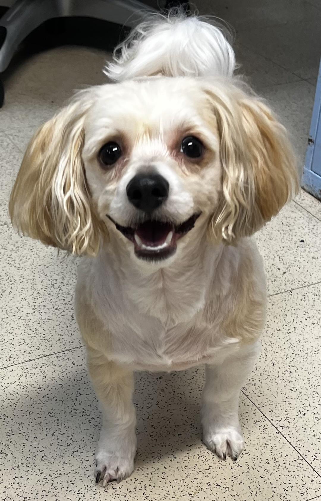 Teddy, ADOPTABLE, Adult Male Havanese.