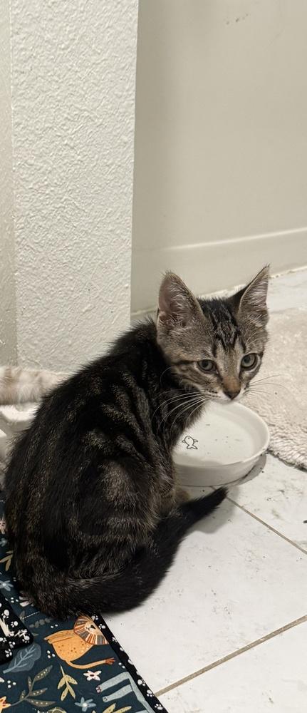 Enlarge Checkers, a Adoptable mixed breed in Austin, TX image 1/1