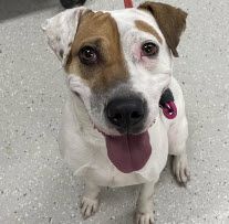 Penelope, Adopted, Young Female Pit Bull Terrier.