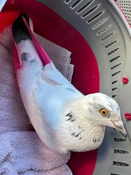 Carnation, adopted, Young Unknown Pigeon & Dove.