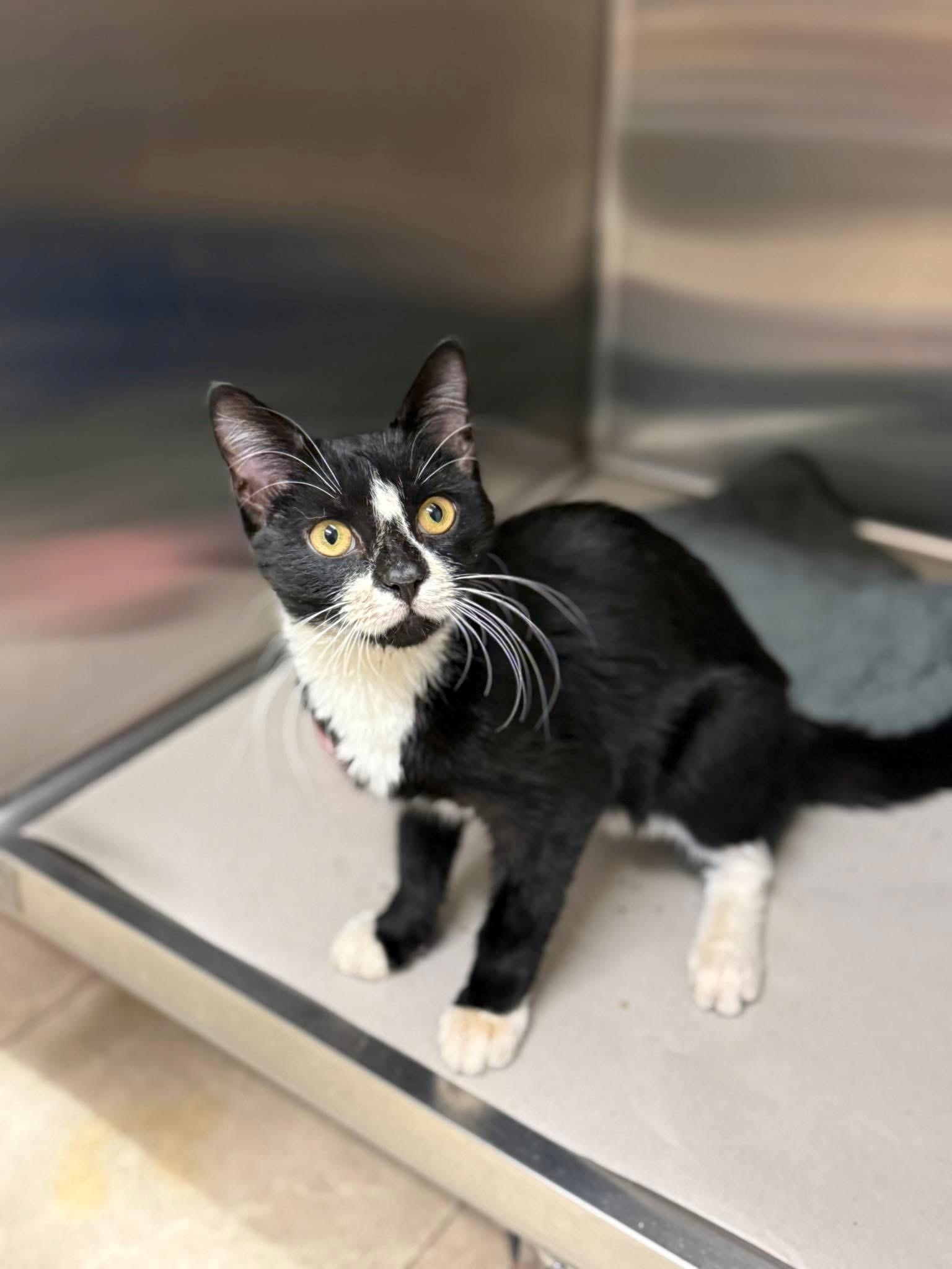 Ohio, Adoptable, Young Male Domestic Short Hair.