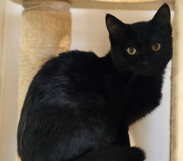 GALINDA, Adoptable, Kitten Female Domestic Short Hair.