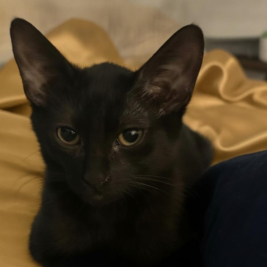 Chippy, ADOPTABLE, Kitten Female Domestic Short Hair.
