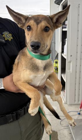 Enlarge Little John, a Adoptable mixed breed in Thousand Oaks, CA image 2/2