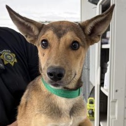 Enlarge Little John, a Adoptable mixed breed in Thousand Oaks, CA image 1/2