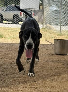 AMIGO, Adoptable, Young Male Plott Hound & Mixed Breed.