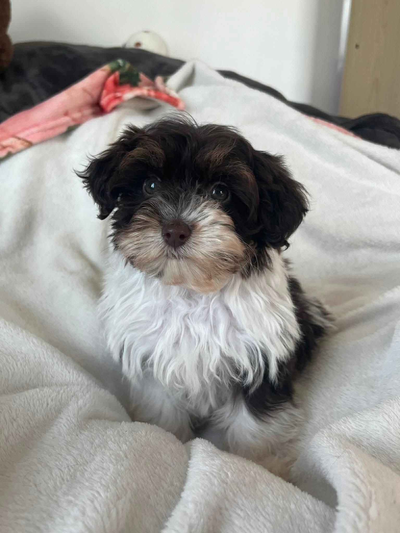 Kiwi, Adopted, Puppy Female Miniature Poodle & Havanese.