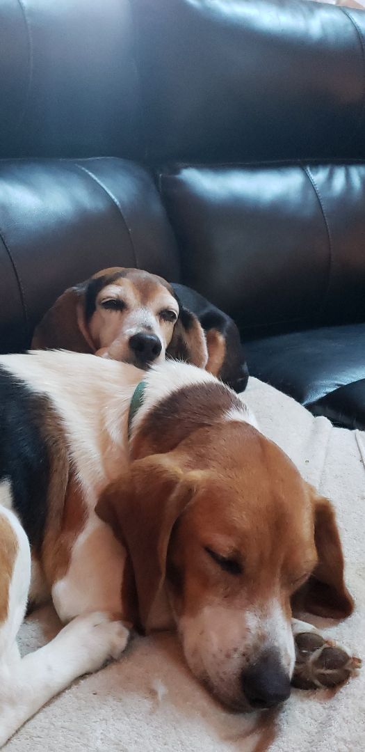 Willie, a Adopted Beagle in Grandy, NC image 1/6