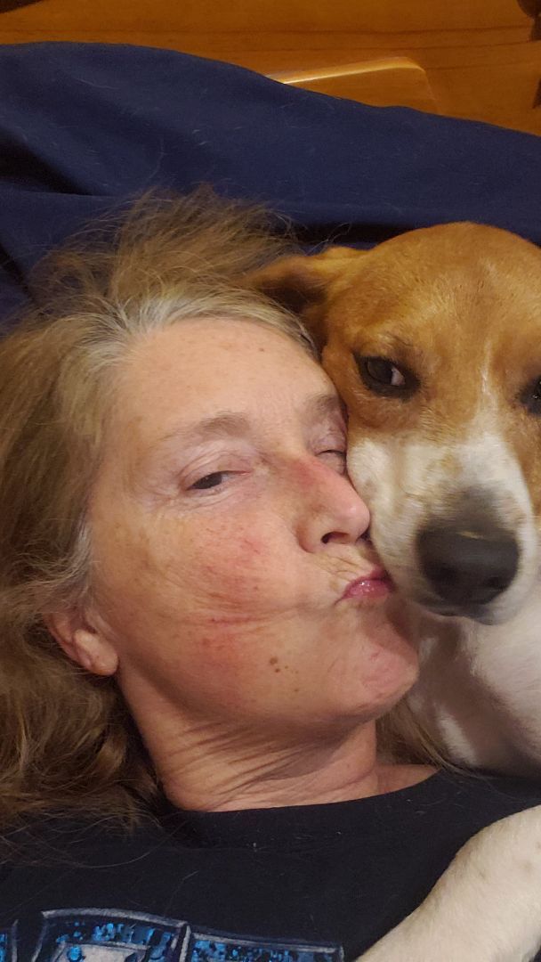 Willie, a Adopted Beagle in Grandy, NC image 2/6