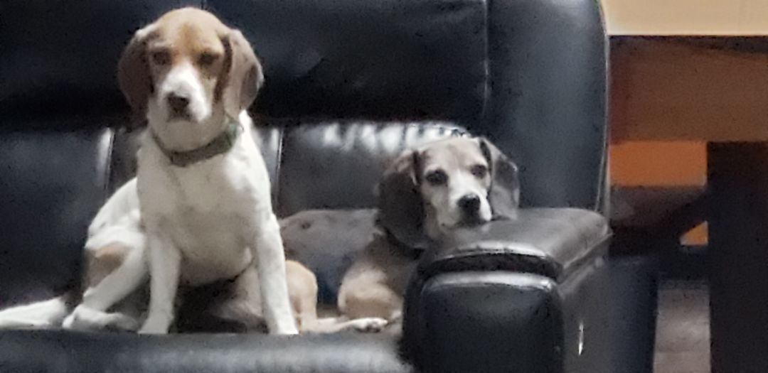 Willie, a Adopted Beagle in Grandy, NC image 3/6