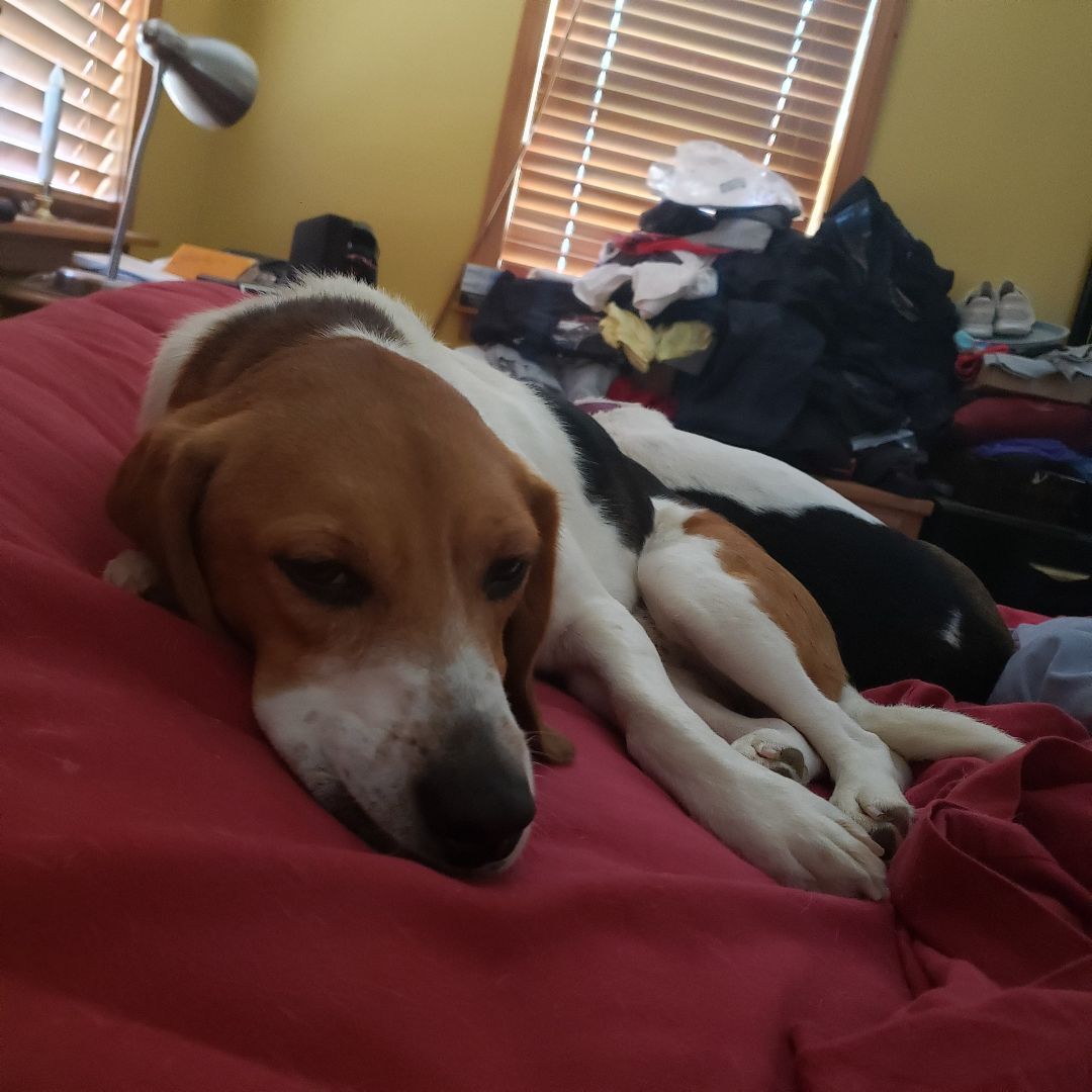 Willie, a Adopted Beagle in Grandy, NC image 5/6