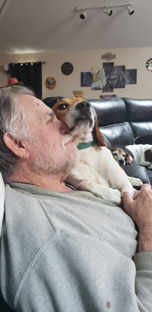 Willie, a Adopted Beagle in Grandy, NC image 6/6