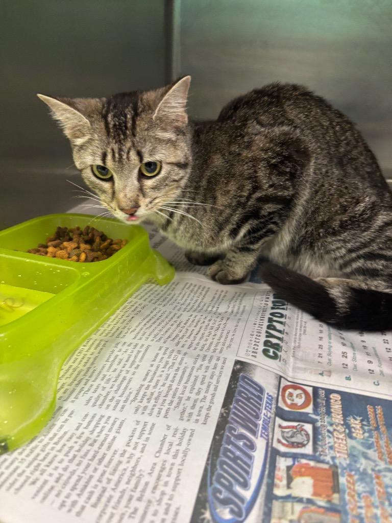 Enlarge Star, a Adoptable mixed breed in Belton, TX image 1/1